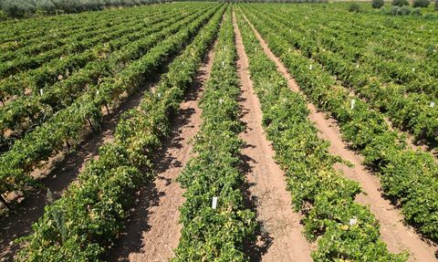 Manisa'da Sultani Çekirdeksiz Üzüm Hasadı ve Kurutma Başladı