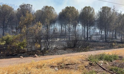 Manisa'da Orman Yangınları Devam Ediyor