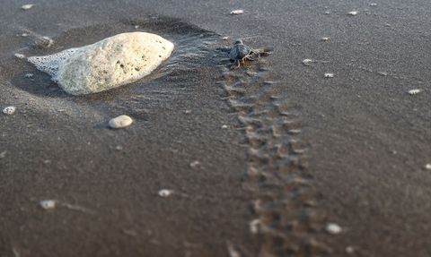 Mersin'de Deniz Kaplumbağası Yavru Çıkışları Devam Ediyor