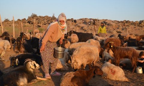 Muş'ta Berivanlar Yaylaya Motosikletle Çıkıyor