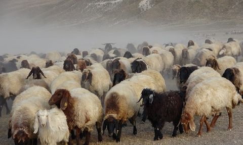 Nemrut Dağı'nda Küçükbaş Hayvan Sürüleri Serinliyor