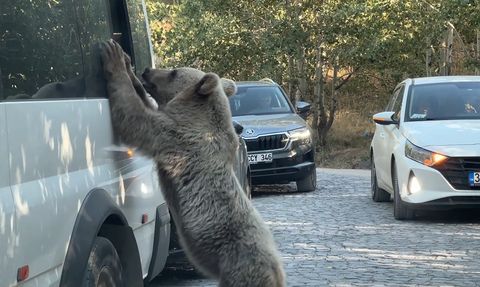 Nemrut Kalderası'nda Bozayılar ile Sıcak Anlar