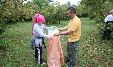 Ordu'da Fındık Hasadı Başladı