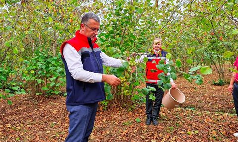 Samsun'da 2025 Yılı Fındık Rekoltesi Beklentisi