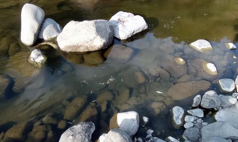 Samsun'da Balık Ölümleri Üzerine İnceleme Başlatıldı