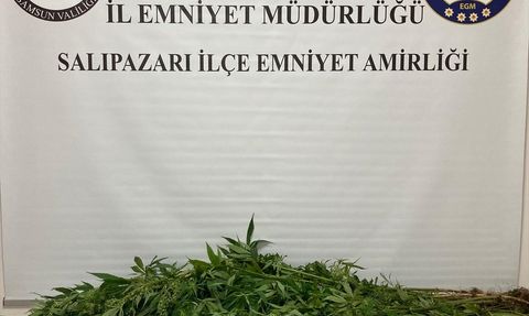 Samsun'da Uyuşturucu Operasyonu: 75 Kök Hint Keneviri Ele Geçirildi