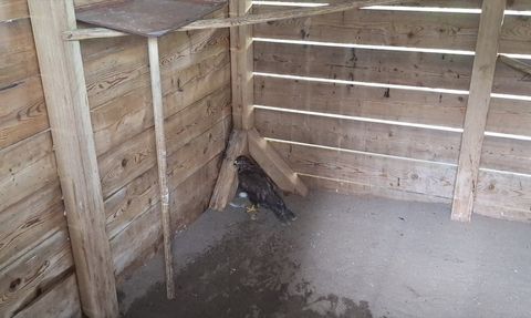 Samsun'da Yaralı Bozkır Şahini Tedavi Ediliyor