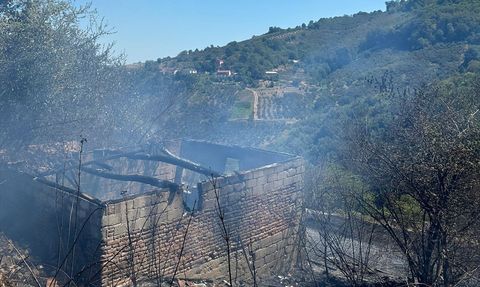 Samsun'daki Fındık Bahçesinde Yangın Kontrol Altına Alındı