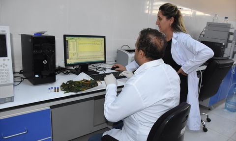 Şırnak Üniversitesi'nde İki Yerel Bitkinin Hastalıklara Etkisi Araştırıldı
