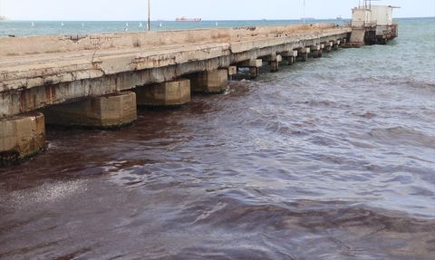 Tekirdağ Sahilinde Kırmızı Yosunların Birikimi