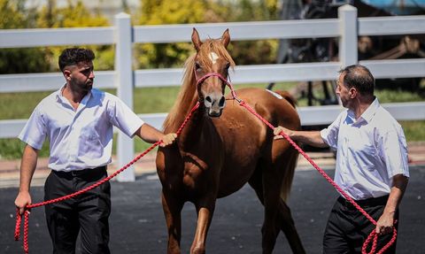 TİGEM’in E-Satışı Büyük Başarı Sağladı
