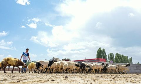 Van'da Hayvan Pazarı Yeniden Açıldı