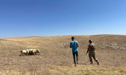 Van'da Jandarma Dronla Kaybolan Koyunları Buldu