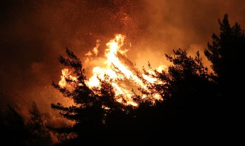 Yayladağı'nda Orman Yangını Çıktı