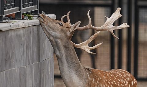 Ankara'da Atatürk Çocukları Doğal Yaşam Parkı Açıldı