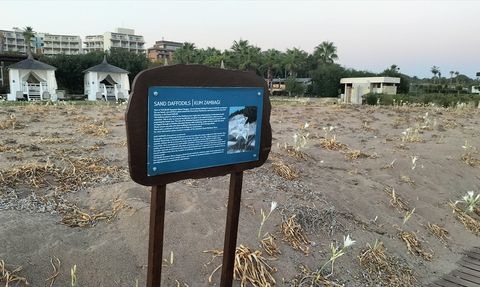 Antalya'da Kum Zambaklarının Güzelliği ve Koruma Çabaları