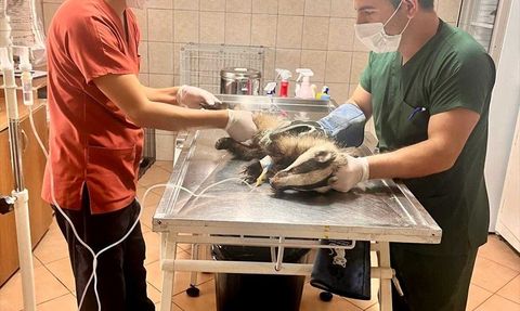 Antalya'da Porsuk Kurtarıldı: Tedavi Süreci Başladı