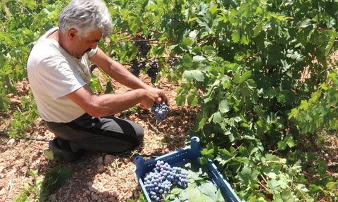 Arapgir'in Mor Reyhan ve Köhnü Üzümünde Hasat Zamanı