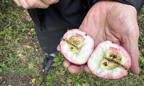 Ardahan'da Coğrafi İşaretli Kırmızı Elma Hasadı Başladı