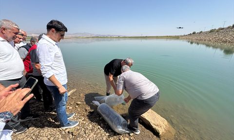 Atatürk Barajı'na 1 Milyon 75 Bin Balık Yavrusu Salındı