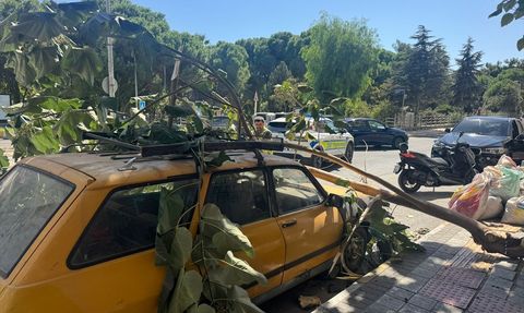 Aydın'da Ağaç Dalı Otomobile Düştü