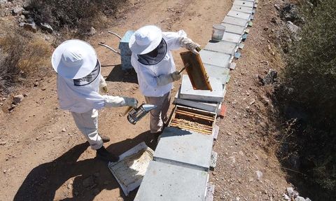 Bodrum'da Ata Mesleği Arıcılık: Ahmet ve Mehmet Yılmaz'ın Başarı Hikayesi