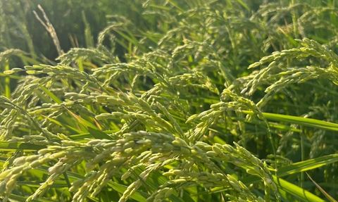 Çeltikte Damla Sulama İle Su ve Verim Tasarrufu