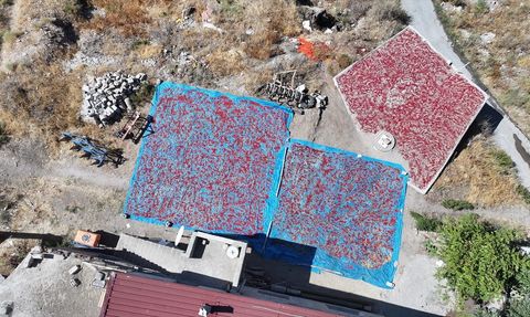 Cırgalan Biberi: Kayseri'nin Sofralarını Şenlendiren Ata Tohumu