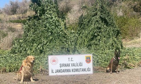 Cizre'de Uyuşturucu Operasyonu: 5 Şüpheli Yakalandı