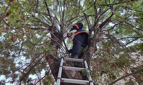 Çorum'da Ağaçta Mahsur Kalan Kedi Kurtarıldı