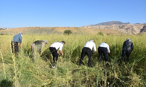 Dergul Tahini ile Susam Üretiminde Artış