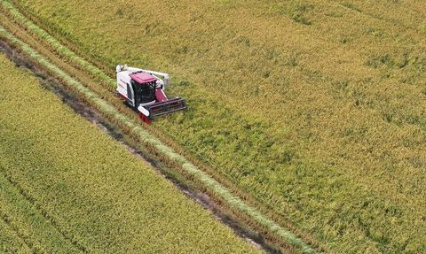 Edirne'de Çeltik Hasadı Başladı