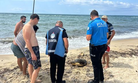 Edirne'de Yaralı Caretta Caretta Tedavi Altına Alındı