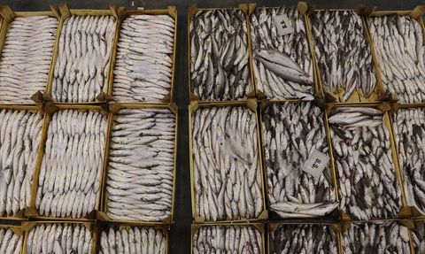 Ege'de Balıkçılık Sezonu Coşkuyla Açıldı