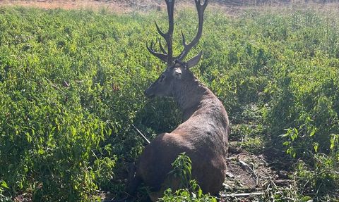 Gaziantep'te Yaban Geyiği Kurtarıldı