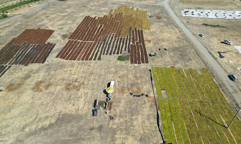 Gediz Ovası'nda Kurutmalık Ürünlerin Sergilendiği Şenlik