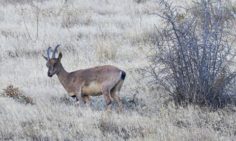 Hakkari'deki Dağ Keçileri Dronla Gözlemlendi