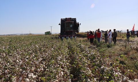Hatay'da Pamuk Hasadı Başladı: 140 Bin Ton Rekolte Bekleniyor