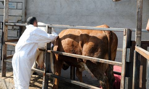 Iğdır'da Şap Hastalığıyla Mücadele Başarıyla Devam Ediyor