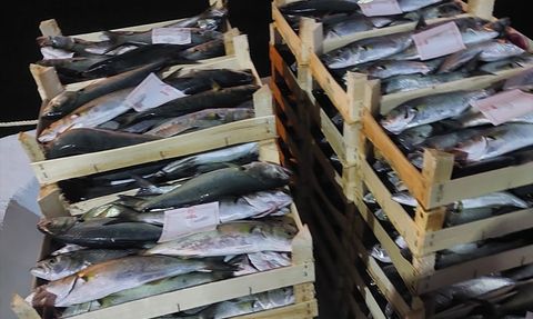 İğneada Beldesi'nde Lüfer Avının Bereketi