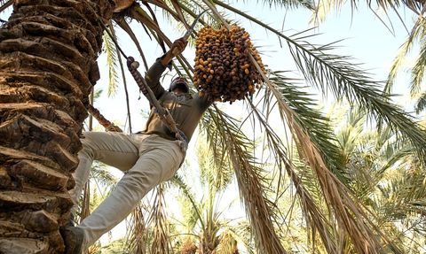 Irak'ta Hurma Hasadı Sezonu Başladı