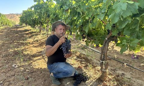 Isparta'da Devlet Destekli Üzüm Hasadı Başladı