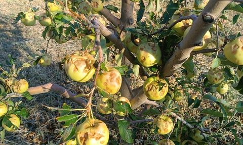 Isparta'da Dolu Yağışı Çiftçileri Vurdu