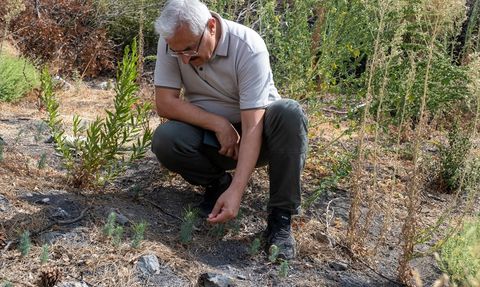İzmir Yamanlar'da Orman Yangınından Zarar Gören Alanlar İçin Ağaçlandırma Faaliyetleri Devam Ediyor