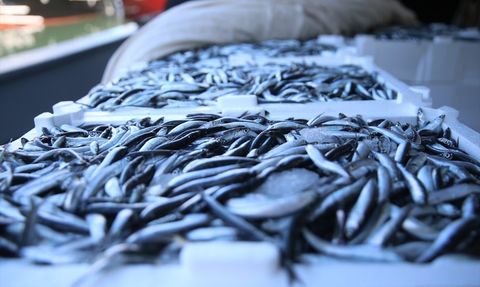 Karadeniz'de Hamsi Bolluğu: Ordu Balıkçıları Limana Dolu Döndü