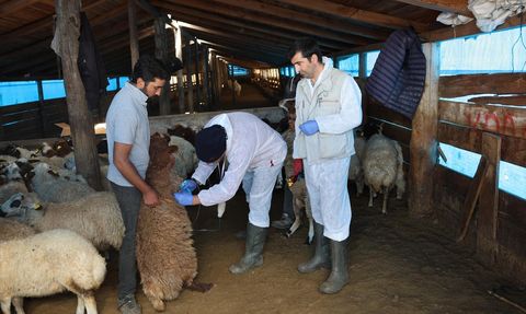 Kars'ta Küçükbaş Hayvanlar İçin Aşılama Çalışmaları Devam Ediyor