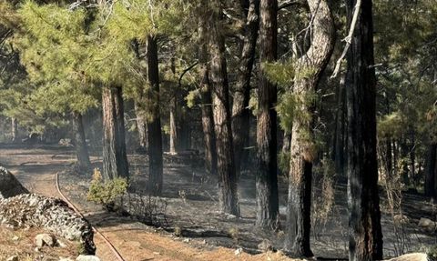Kaş'ta Orman Yangını Kontrol Altına Alındı