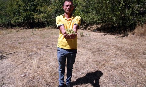 Kastamonu'daki Yüzyıllık Fındık Ağaçları