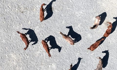 Malatya'da Safkan Arap Taylarının Satış Geliri 210 Milyon Lira