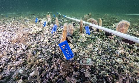 Marmara Denizi'nde PİNA-İZ Projesi ile Umut Büyütülüyor
